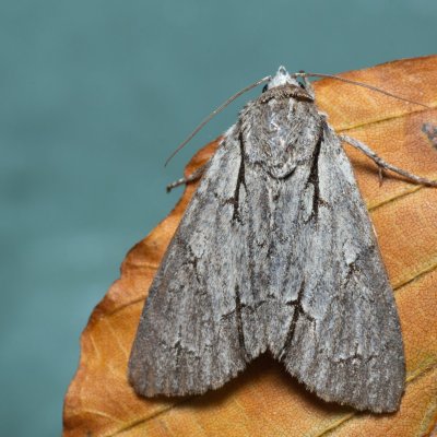 Acronicta psi (šípověnka trnková), Kývalka