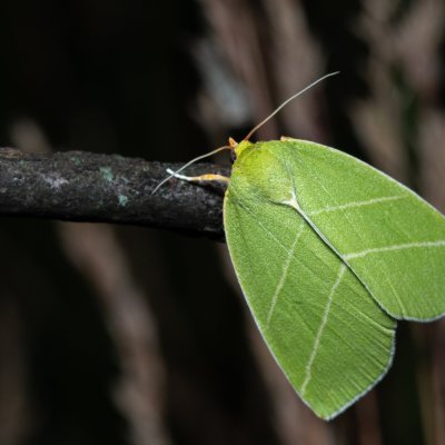 Bena bicolorana (zeleněnka dubová), NPP Pouzdřanská step - Kolby