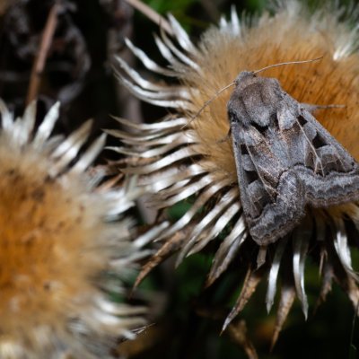 Episema tersa (jasnobarvec východní), NPP Na Adamcích