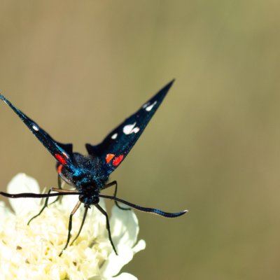 Zygaena ephialtes (vřetenuška čičorková), Vilémovice