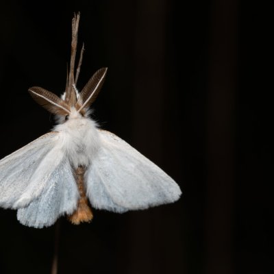 Euproctis chrysorrhoea (bekyně zlatořitná), PP Skalky u Sedlece