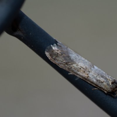 Tortricodes alternella (obaleč předjarní), Žebětín