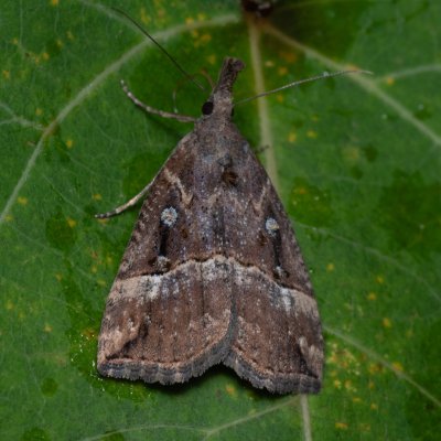 Hypena rostralis (zobonosec chmelový), Hády - odkaliště