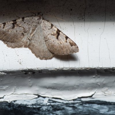 Macaria wauaria (kropenatec rybízový), SK, Štôla