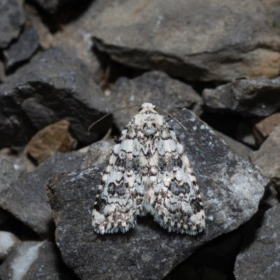 Bryophila domestica (šípověnka perlová), Hády - Ruženin lom