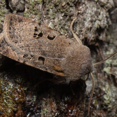 Conistra rubiginosa (zimovnice trnková), Kamenný vrch