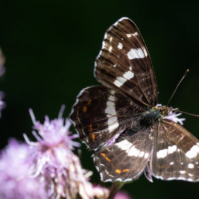 Araschnia levana (babočka síťkovaná), PP Augšperský potok