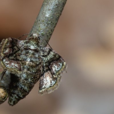 Agriopis marginaria (tmavoskvrnáč habrový), Žebětín