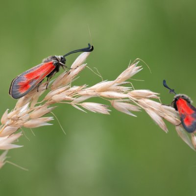 Zygaena punctum (vřetenuška čtverotečná), Nosislav - Kyndlířky