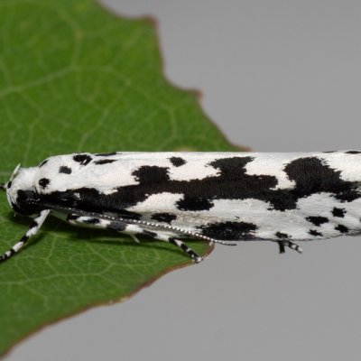 Ethmia pusiella (skvrnuška pomněnková), Hády