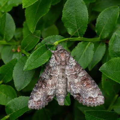 Polia hepatica (můra borůvková), PP Pohoří na Šumavě