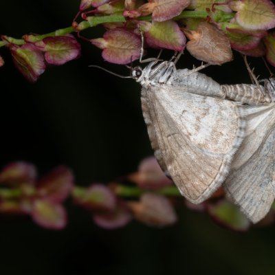 Perizoma albulata (píďalka kokrhelová), PP Prameniště Pohořského potoka