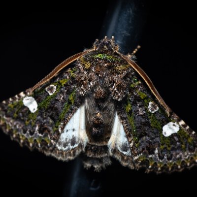 Valeria oleagina (pestroskvrnka březnová), Hády - odkaliště