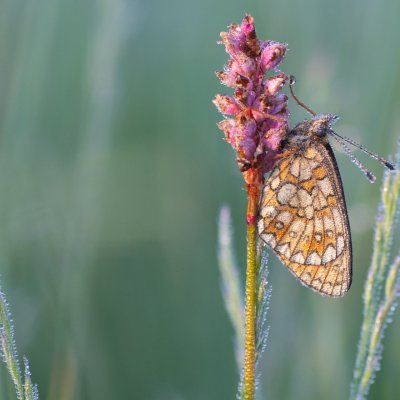 Boloria eunomia (perleťovec mokřadní), Pohoří na Šumavě
