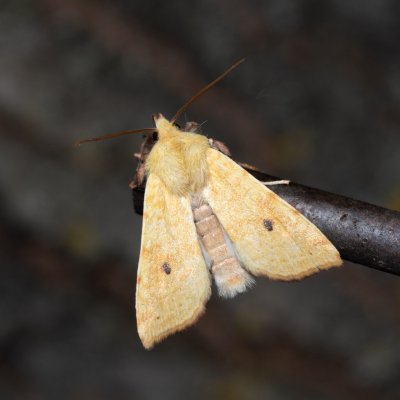 Xanthia icteritia (zlatokřídlec vrbový), Hády - odkaliště
