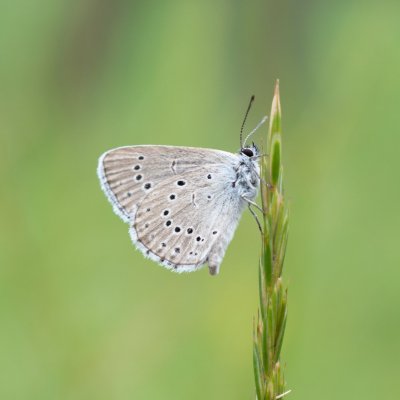 Maculinea teleius (modrásek očkovaný), PR Studnické louky