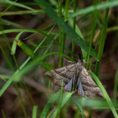 Hypena proboscidalis (zobonosec kopřivový), Podkomorské lesy