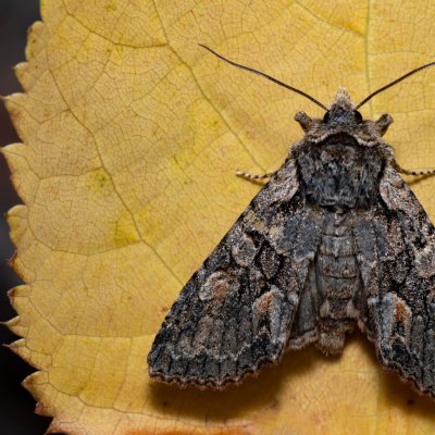 Dichonia convergens (pestroskvrnka hnědošedá), PR Kamenný vrch
