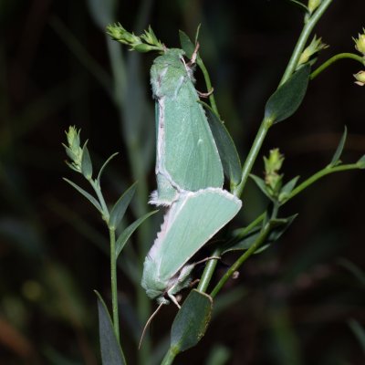 Calamia tridens (travařka zelená), PR Svatý kopeček