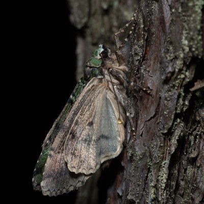 Anaplectoides prasina (osenice travní), NPR Radostínské rašeliniště
