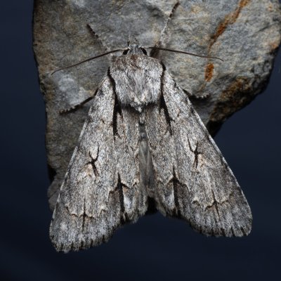 Acronicta psi (šípověnka trnková), Hády