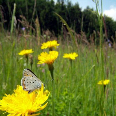 Lycaena hippothoe (ohniváček modrolemý), PR Uhliska