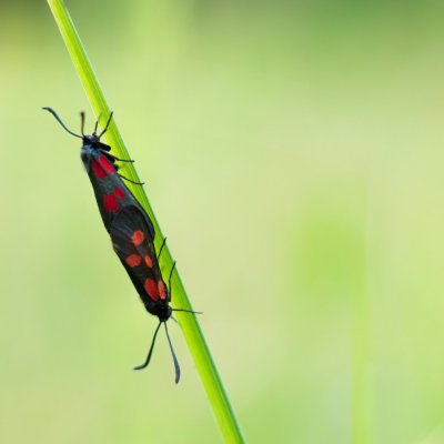 Zygaena viciae (vřetenuška komonicová), PP Obůrky - Třeštěnec
