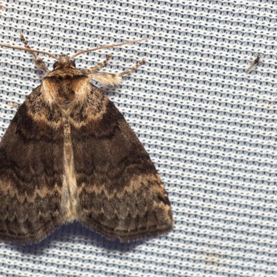 Tetheella fluctuosa (můřice březová), NPR Radostínské rašeliniště