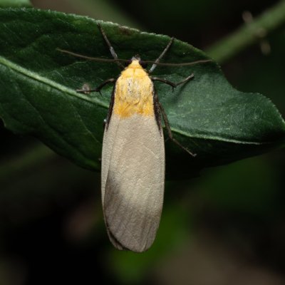Lithosia quadra (lišejníkovec čtveroskvrnný), PP Střelická bažinka