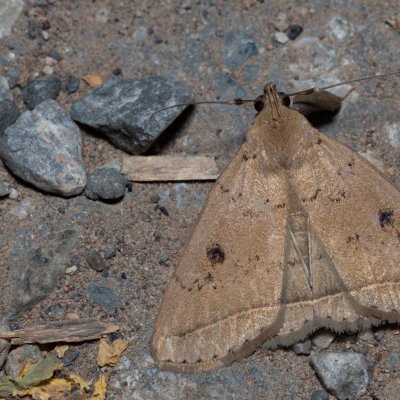 Simplicia robustalis (-), TH, Khao Sok