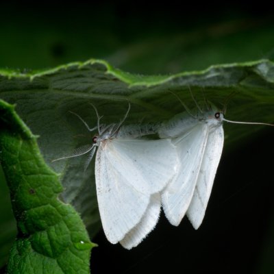 Cabera pusaria (světlokřídlec obecný), PP Augšperský potok