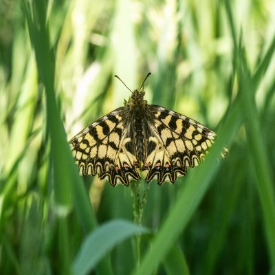 Zerynthia polyxena (pestrokřídlec podražcový), Nové Mlýny - střed