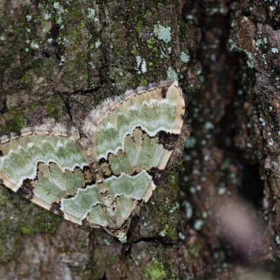 Colostygia pectinataria (píďalka zelená), Žebětín