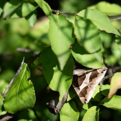 Dysgonia algira (hnědopáska temnopásá), PR Svatý kopeček