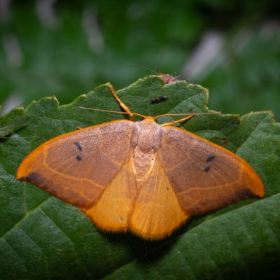 Watsonalla binaria (srpokřídlec dubový), Henčov