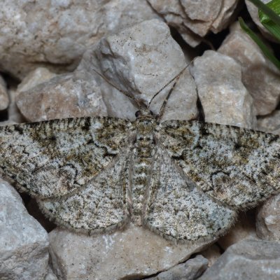 Cleorodes lichenaria (různorožec lišejníkový), GR, Sokraki, Korfu