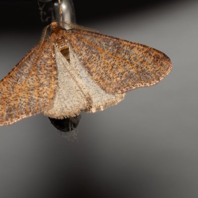 Erannis defoliaria (tmavoskvrnáč zhoubný), Žebětín