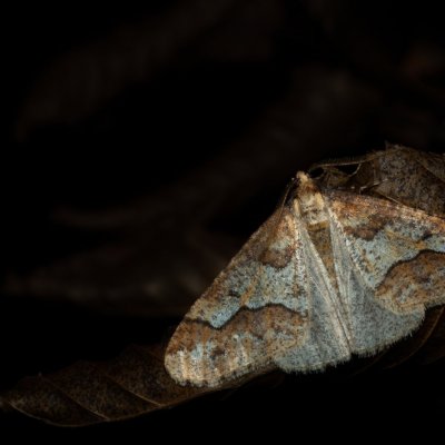 Erannis defoliaria (tmavoskvrnáč zhoubný), Žebětín