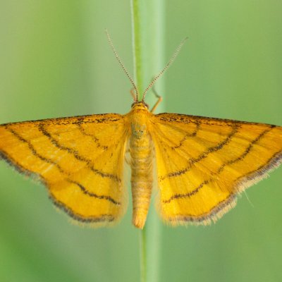 Idaea aureolaria (žlutokřídlec zlatožlutý), PP Černice