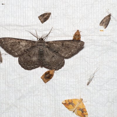 Hypomecis roboraria (různorožec dubový), PR Kamenný vrch