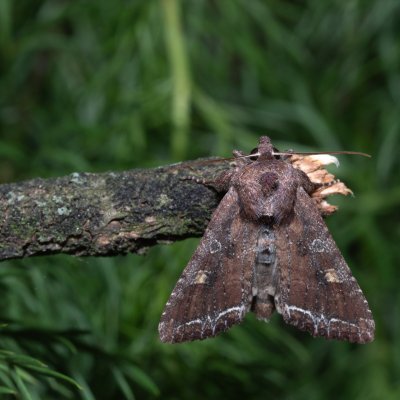 Lacanobia oleracea (můra kapustová), Kobylí