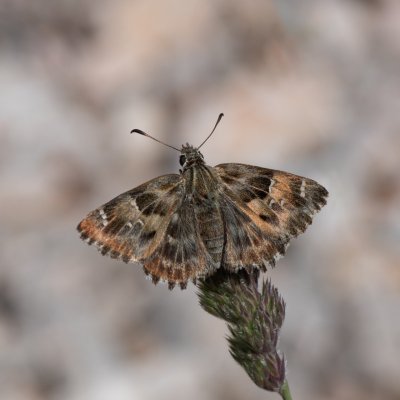 Carcharodus alceae (soumračník slézový), HR, Cesarica