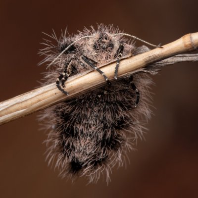 Lycia zonaria (drsnokřídlec bělopásný), PP Člupy