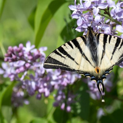 Iphiclides podalirius (otakárek ovocný), AT, Kreuzberg