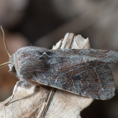 Orthosia incerta (jarnice březnová), Kývalka