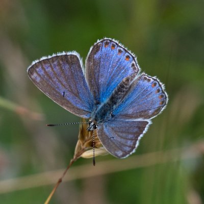 Polyommatus bellargus (modrásek jetelový), PR Kamenný vrch