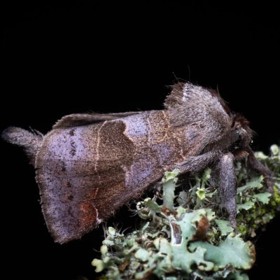 Clostera pigra (vztyčnořitka osiková), Střelice