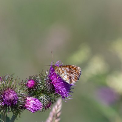 Brenthis ino (perleťovec kopřivový), SK, Štôla