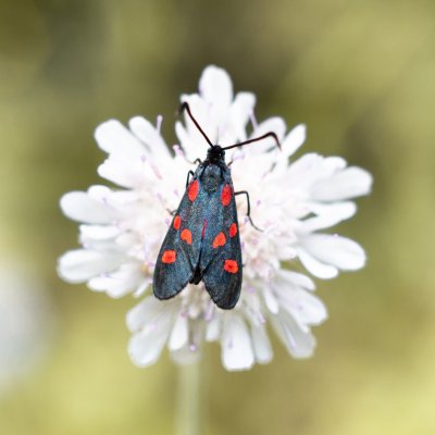 vřetenuška, NPP Švařec