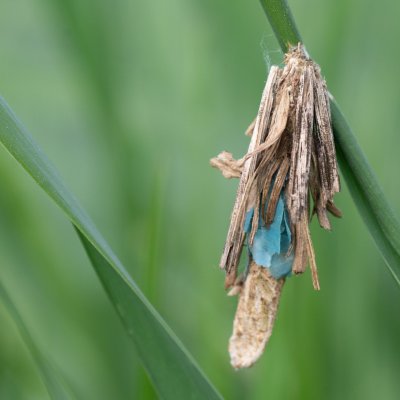 vakonoš, Čebínský kopec